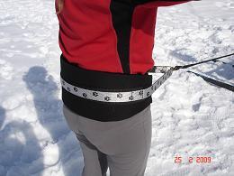 CEINTURE CANIRANDO ADULTE GRIS/ PATTE