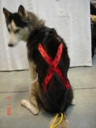 HARNAIS DE TRAIT  POUR CHIEN  ROUGE / PATTE