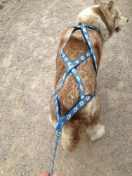 HARNAIS de TRAIT TOUT TYPE DE CHIENS BLEU MM
