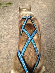 HARNAIS de TRAIT TOUT TYPE DE CHIENS BLEU MM